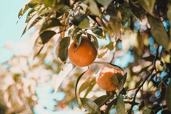 Arance Tardive: Tutte le Varietà di Arance in Estate — Orteat