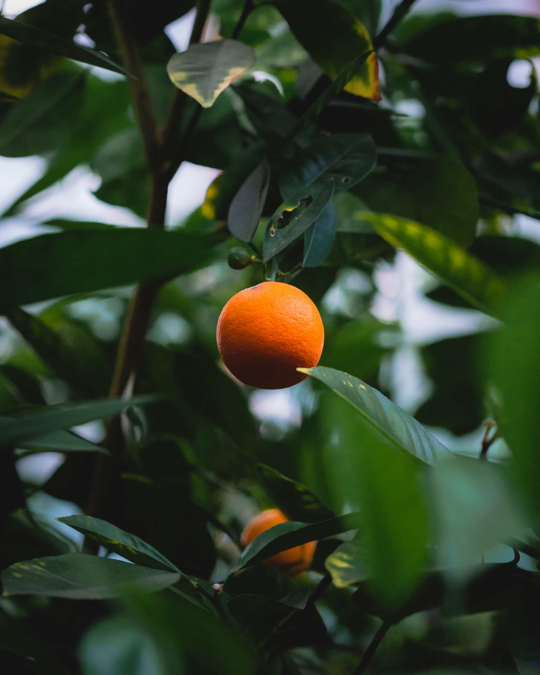 albero-arance-6