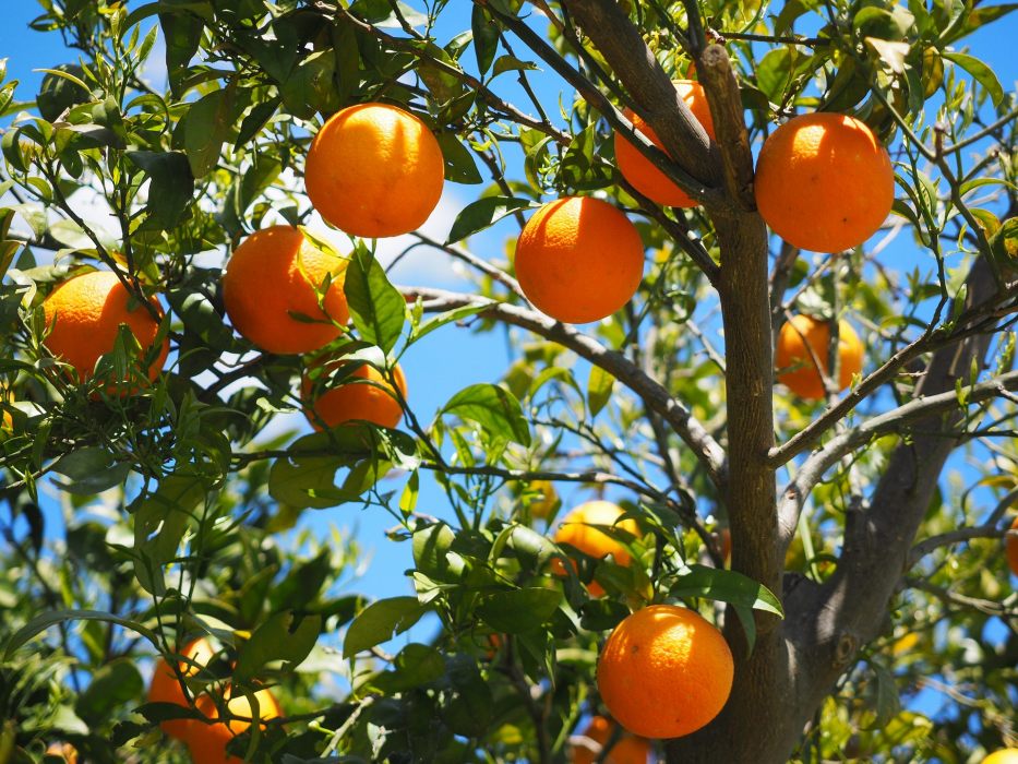 albero-arance