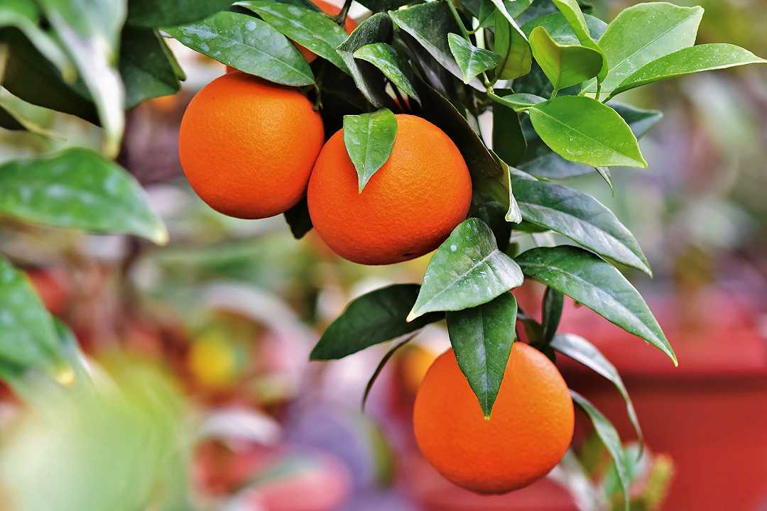 Agricoltura, per le arance rosse la siccità è un vantaggio: la Vitamina C aumenta del 20%