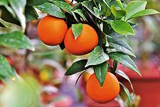 Regno Unito, le arance vendute da Tesco non sono vegane: si cercano alternative