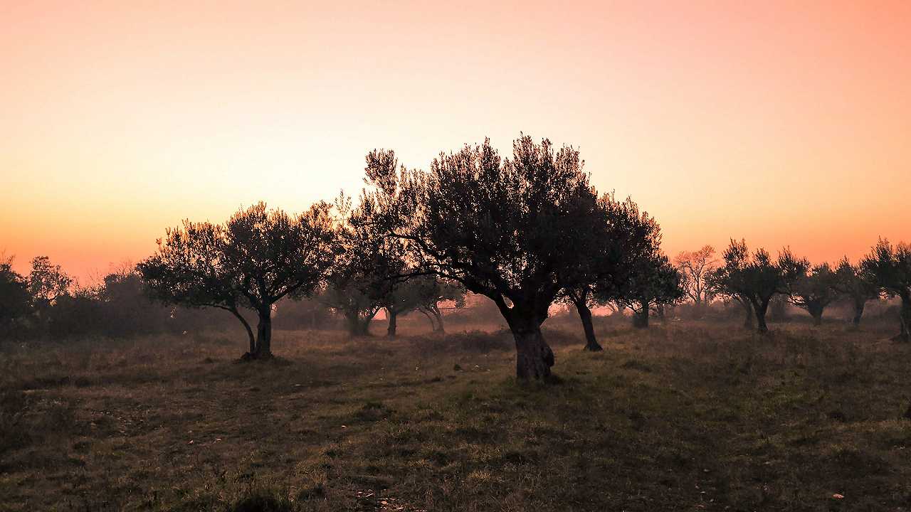 Puglia, piantati 500 ulivi: un’intelligenza artificiale si occuperà dell’irrigazione