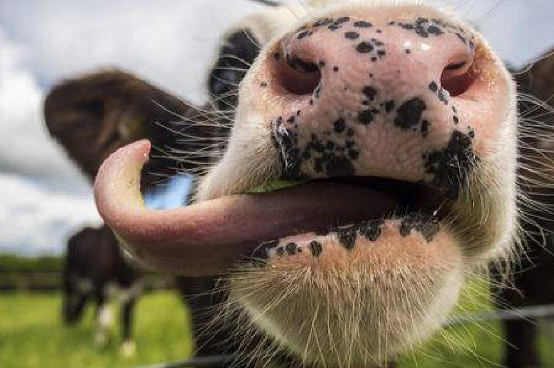 Dieta di alghe per le mucche: così si riducono le emissioni di metano per lo studio USA