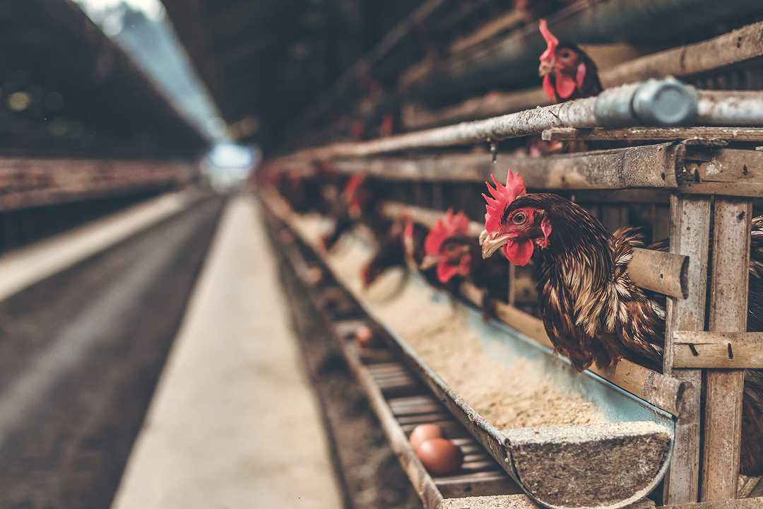 Uova da galline in gabbia: ecco i supermercati che le vendono