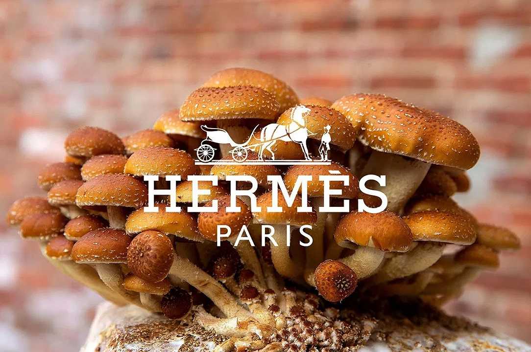 Hermés realizza la prima borsa derivata dai funghi