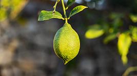 Limoni: le 11 varietà italiane da conoscere