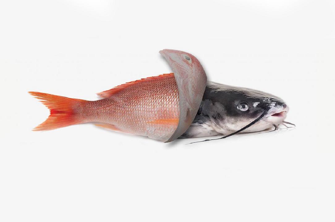 Pesce, studio rivela la frode dei prodotti ittici: il 40% è etichettato male