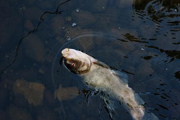 Pesci d’acqua dolce, perso un terzo della popolazione mondiale