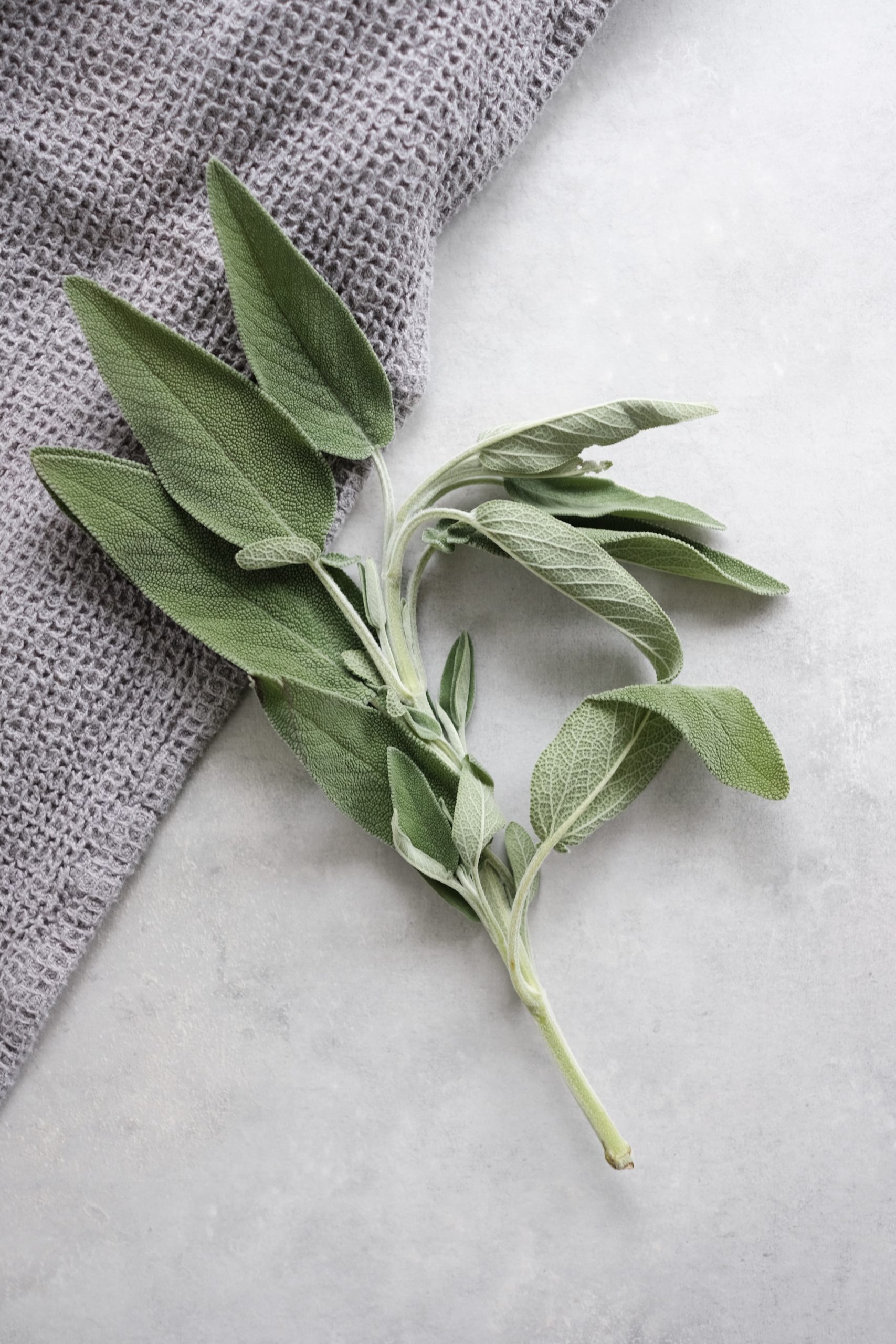 salvia