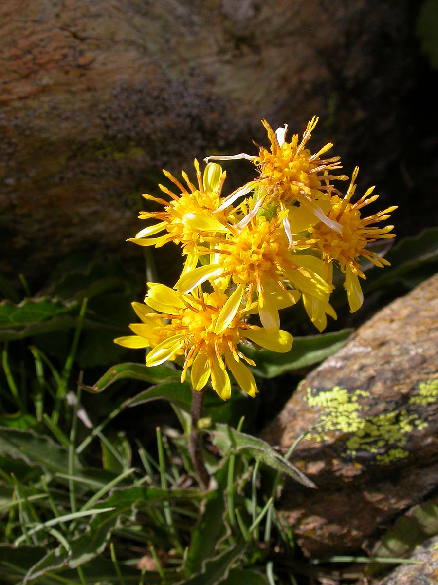 verga-d'oro