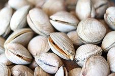 Vongole: nasce il consorzio di vongolari di Goro e Comacchio