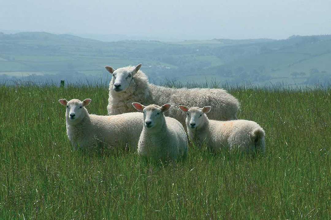 Pasqua: la richiesta di carne di agnello affonda del 40%