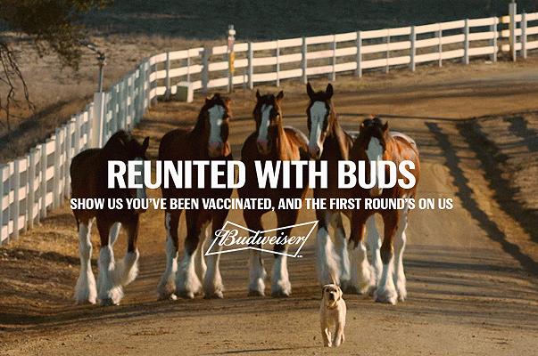 Usa: Budweiser offre birra a chi si fa vaccinare