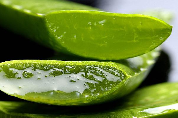 Gli integratori alimentari a base di aloe saranno vietati in Europa