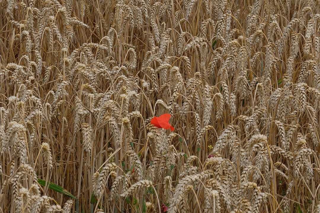 Ucraina, convocato il Tavolo del grano al Ministero dell’Agricoltura