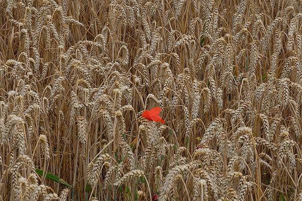 Ucraina, convocato il Tavolo del grano al Ministero dell’Agricoltura