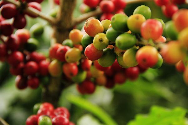 Nestlé ha creato una nuova pianta di caffè a bassa emissione di carbonio