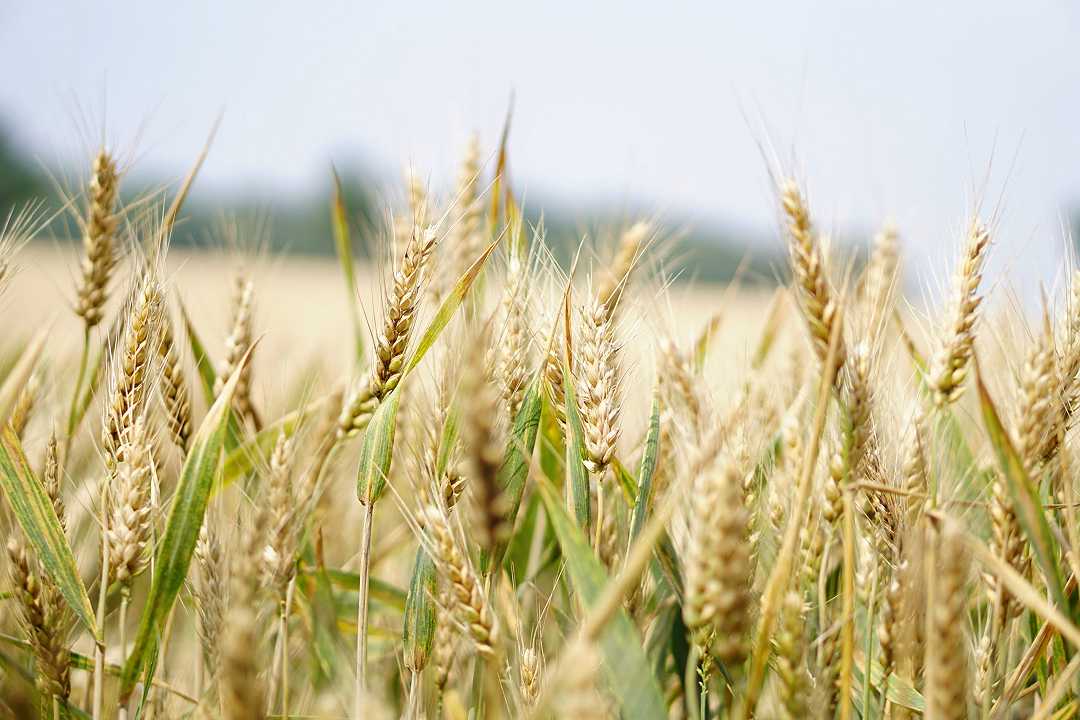 Agricoltura: raccolti dimezzati, allarme rincari per grano, pasta e pane
