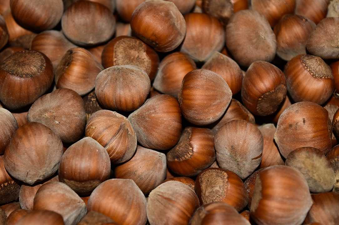 Ferrero vorrebbe coltivare il nocciolo nelle Marche