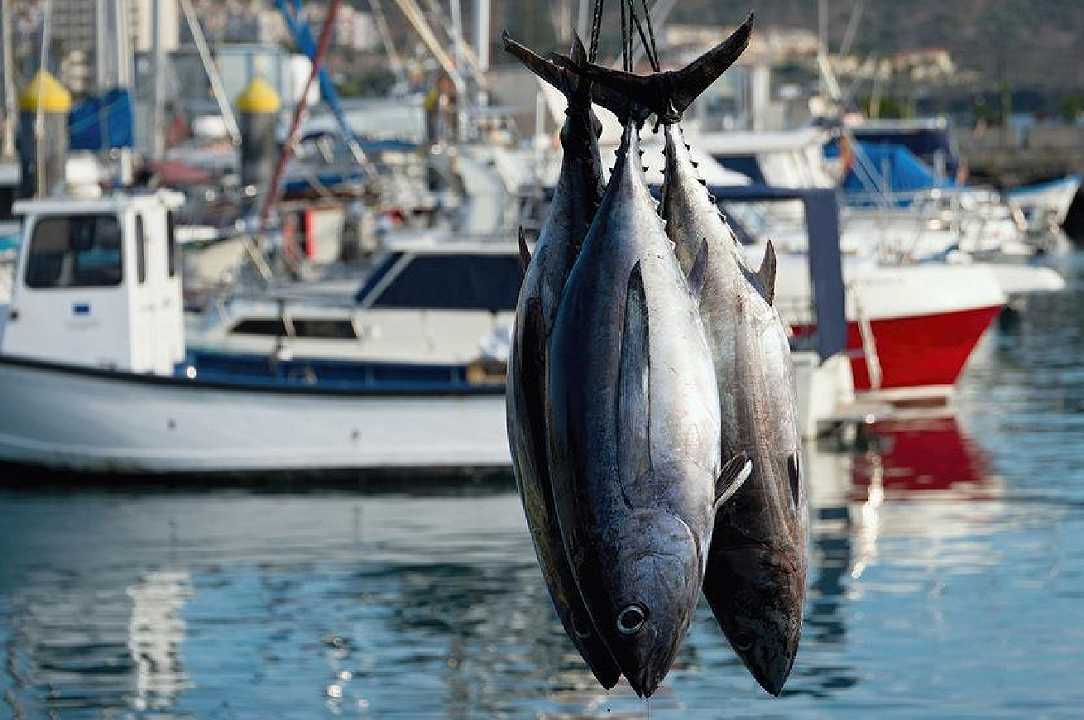 Fermo pesca, stop al pesce fresco in tutto l’Adriatico