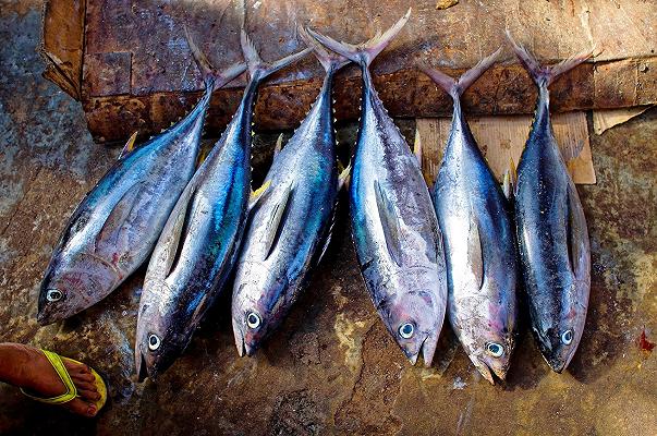 Pesce, boom sulle tavole degli italiani: +19,6% in 9 mesi