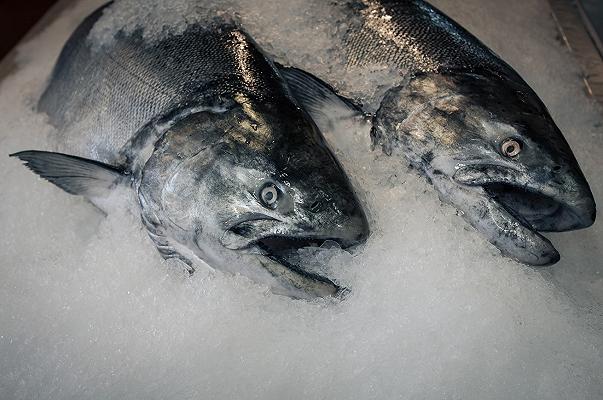 Mercurio nel pesce, Altroconsumo: “Attenzione a spada e verdesca”