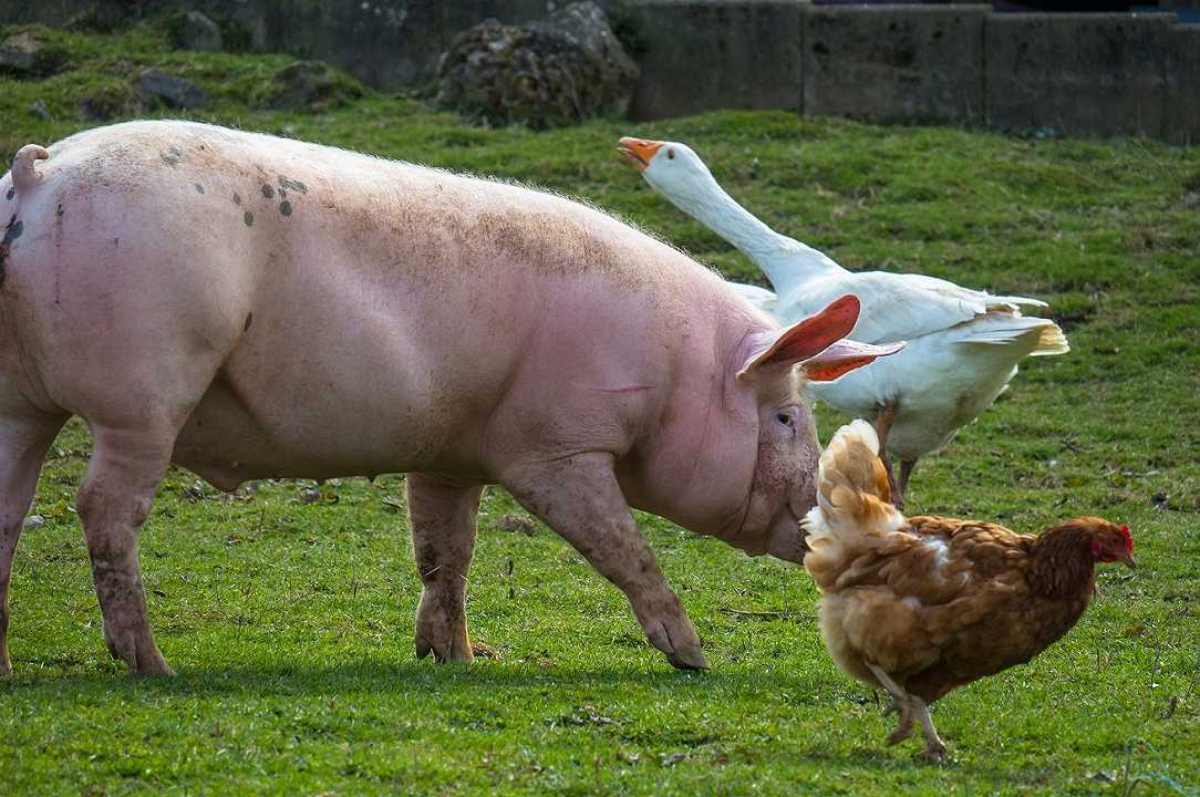 Allevamenti: ok dall’UE a insetti e proteine animali nei mangimi per polli e suini