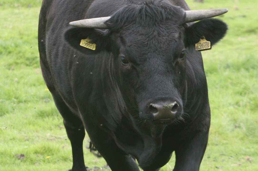 Cuneo: allevatore incornato e ucciso da un toro della sua azienda agricola