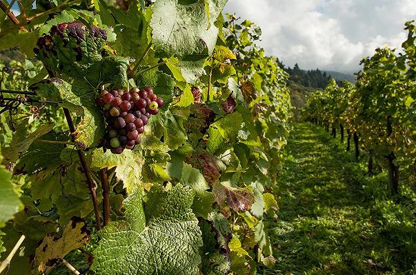 Piemonte: danni ai vigneti per 18 milioni di euro a causa delle gelate