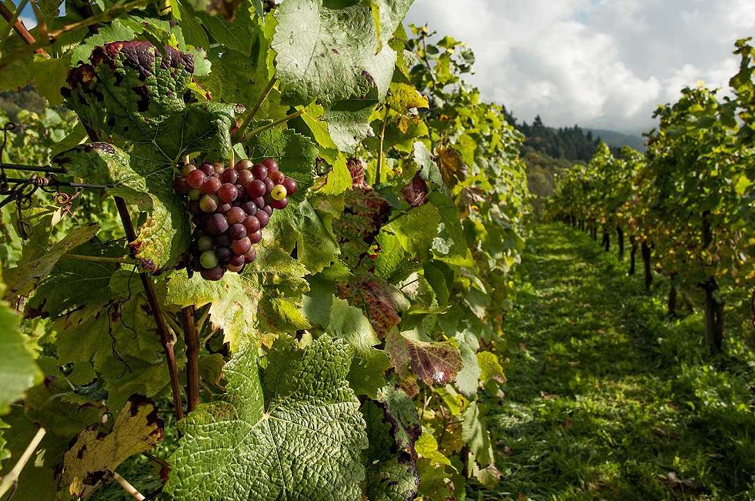 Vino, viticoltore francese chiede di autorizzare l’editing genetico