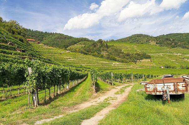 Montalcino: operai lavoravano in vigna sotto il sole e a 36 gradi, azienda multata