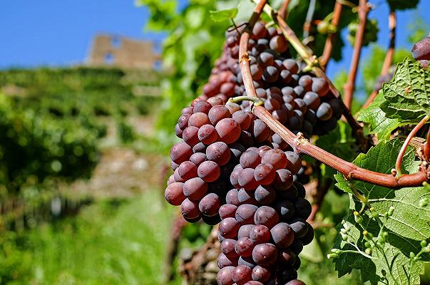 Piemonte: gelate distruggono vigneti e frutteti, perso dal 50 al 90% del raccolto