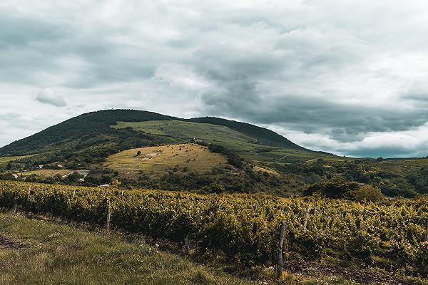 Francia: nei vigneti perdite dei raccolti dal 50 all’80% per le gelate