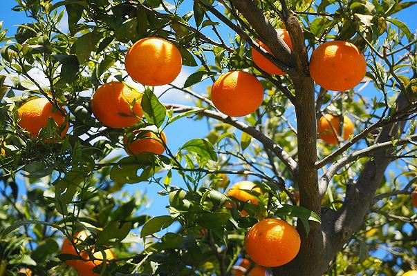 Xylella: in Salento via libera agli impianti di agrumeti