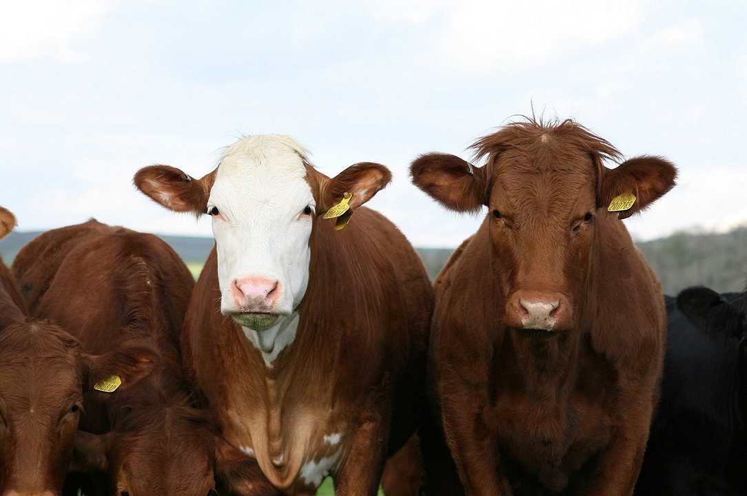 Sardegna: stanziati 8 milioni per sostenere il settore della carne bovina
