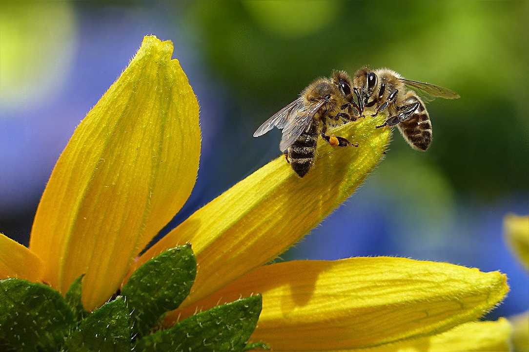California: per il tribunale le api possono essere considerate pesci