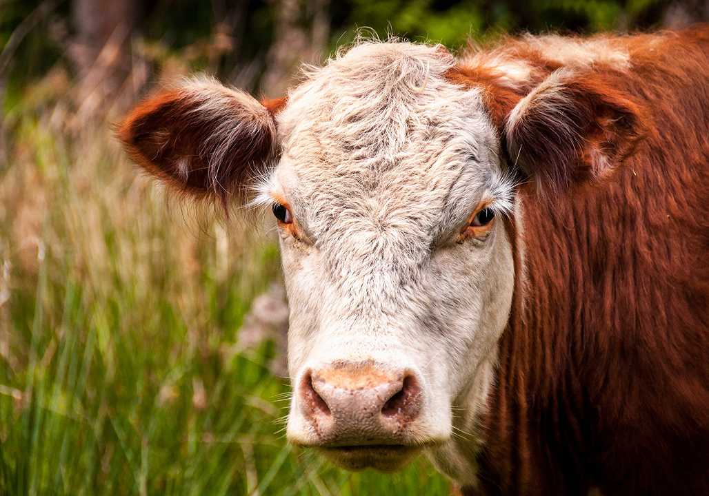 Argentina: sospeso l’export di carne bovina per un mese