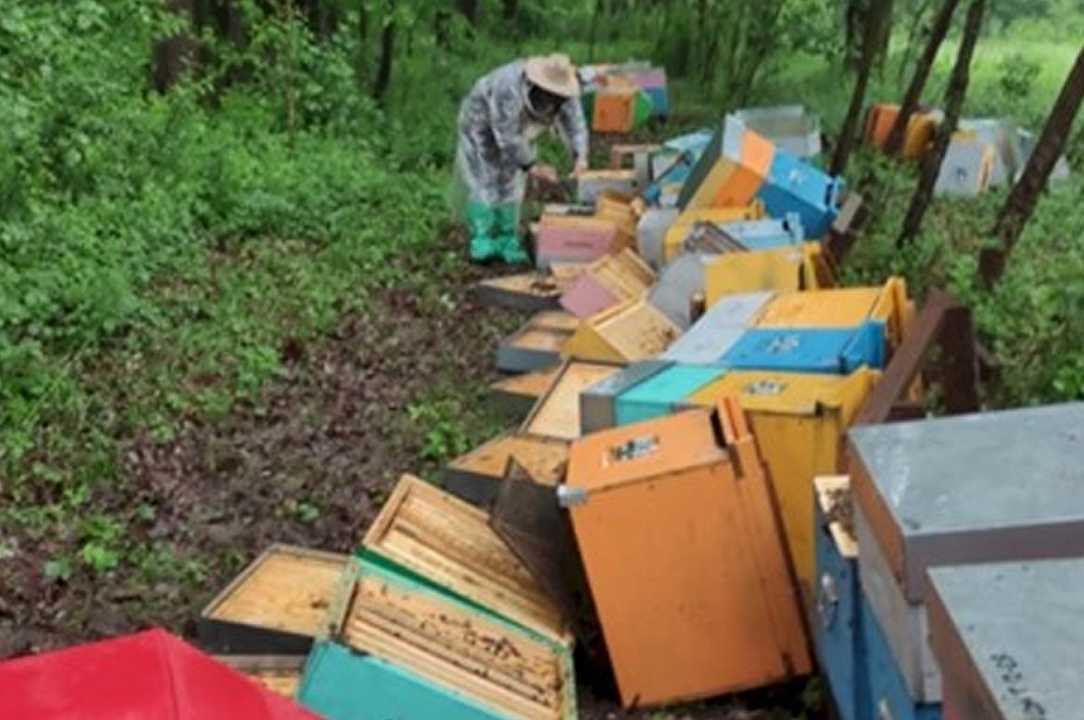Candia, milioni di api uccise: spedizione punitiva a danno di un apicoltore “forestiero”?
