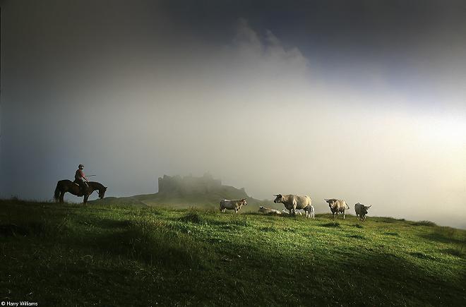 fotografo dell'anno pink lady Food in the Field © Harry Williams, United Kingdom