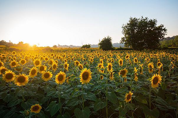 Spagna: i supermercati limitano le vendite di olio di girasole