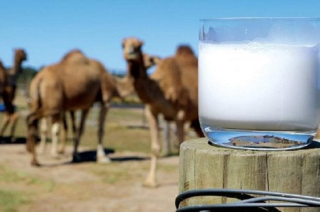 Latte di cammella: azienda etiope investirà 1,6 milioni per la produzione su larga scala