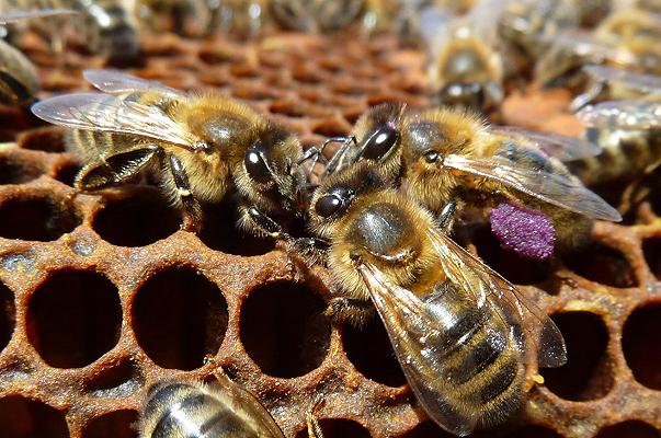 L’Ape nera del Ponente ligure ora è Presidio Slow Food