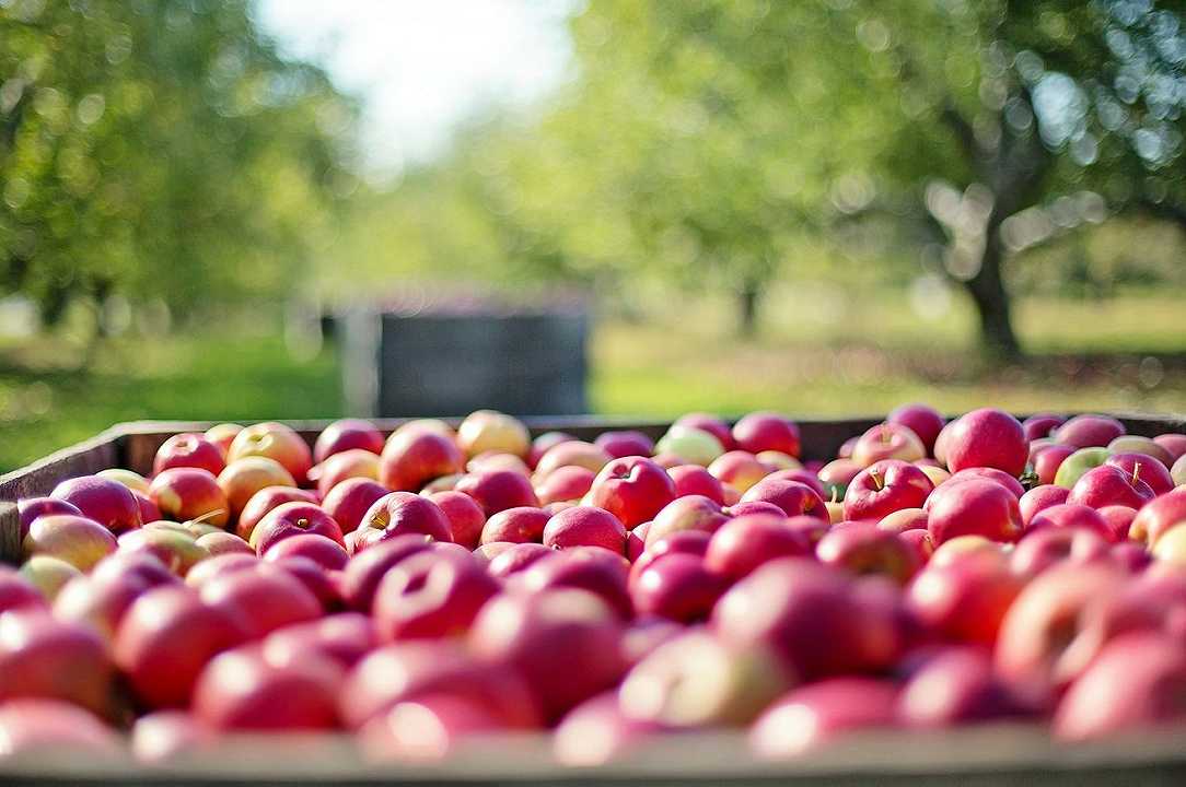 Ortofrutta: calano i consumi di mele, e le giacenze aumentano di 30 mila tonnellate