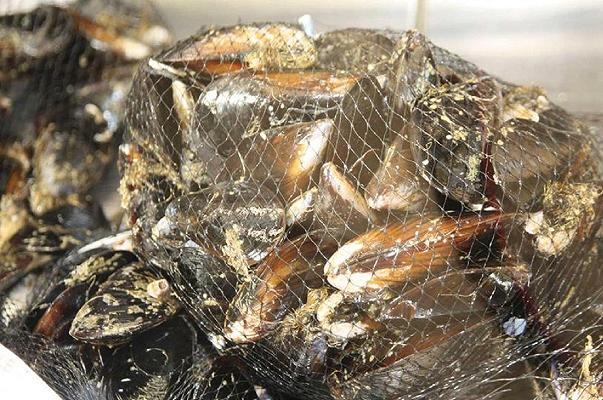 Cozze: negli allevamenti campani arriva il retino biodegradabile