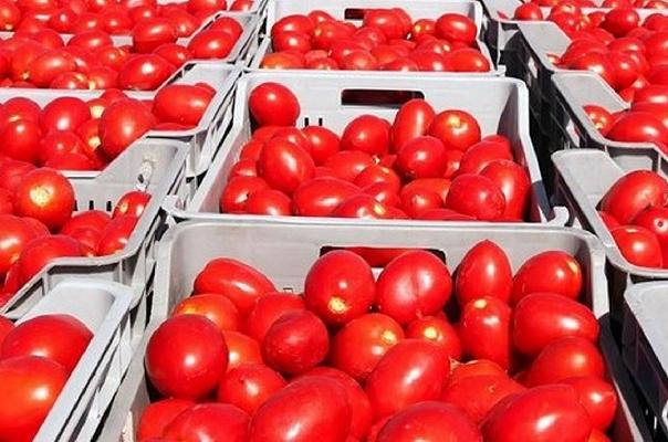 Pomodoro allungato: Coldiretti Foggia chiede la Dop (contro l’Igp di Napoli)