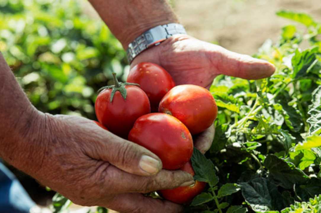 Pomodori bio e “caporalato free”: è la Tomato Revolution di Altromercato
