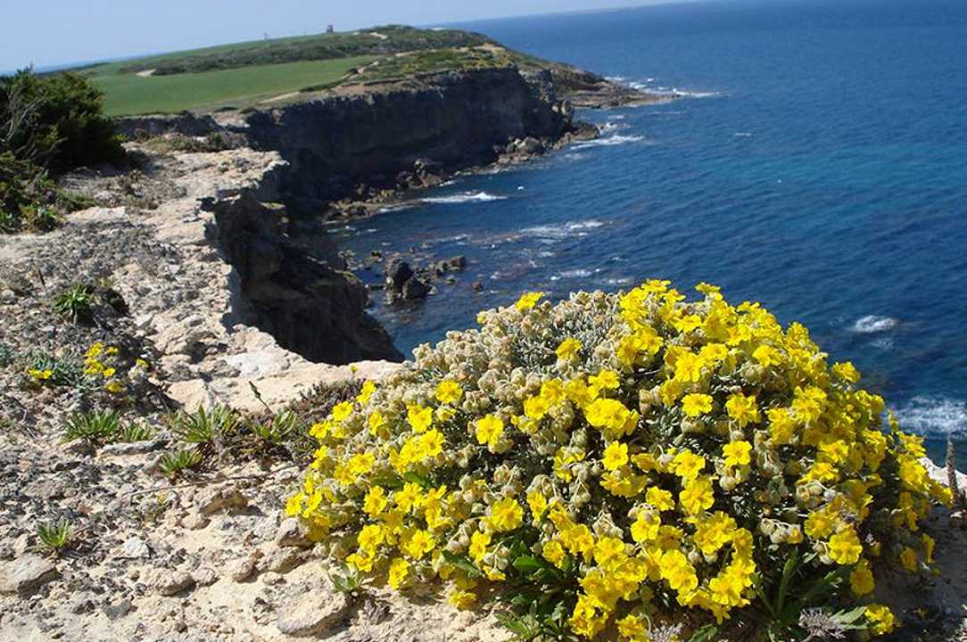 Sardegna: via libera al più grande distretto bio d’Italia