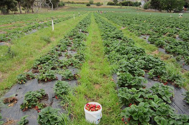 La mia raccolta delle fragole, per spiegarvi perché pagarle di più