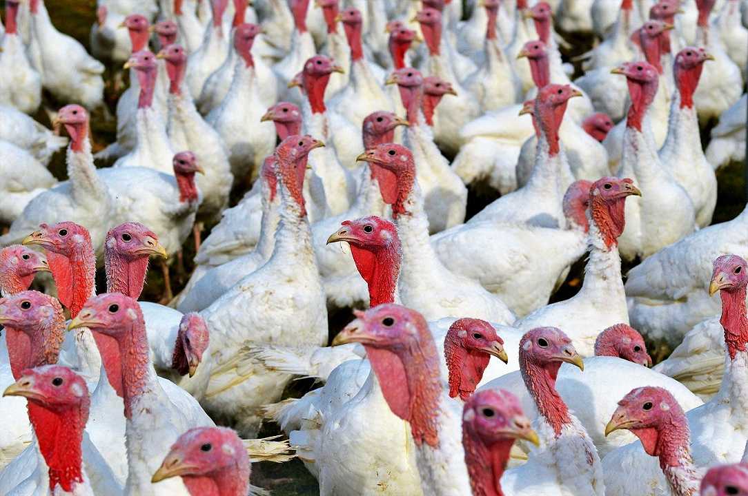 Influenza aviaria: allarme per il nuovo virus H5N8