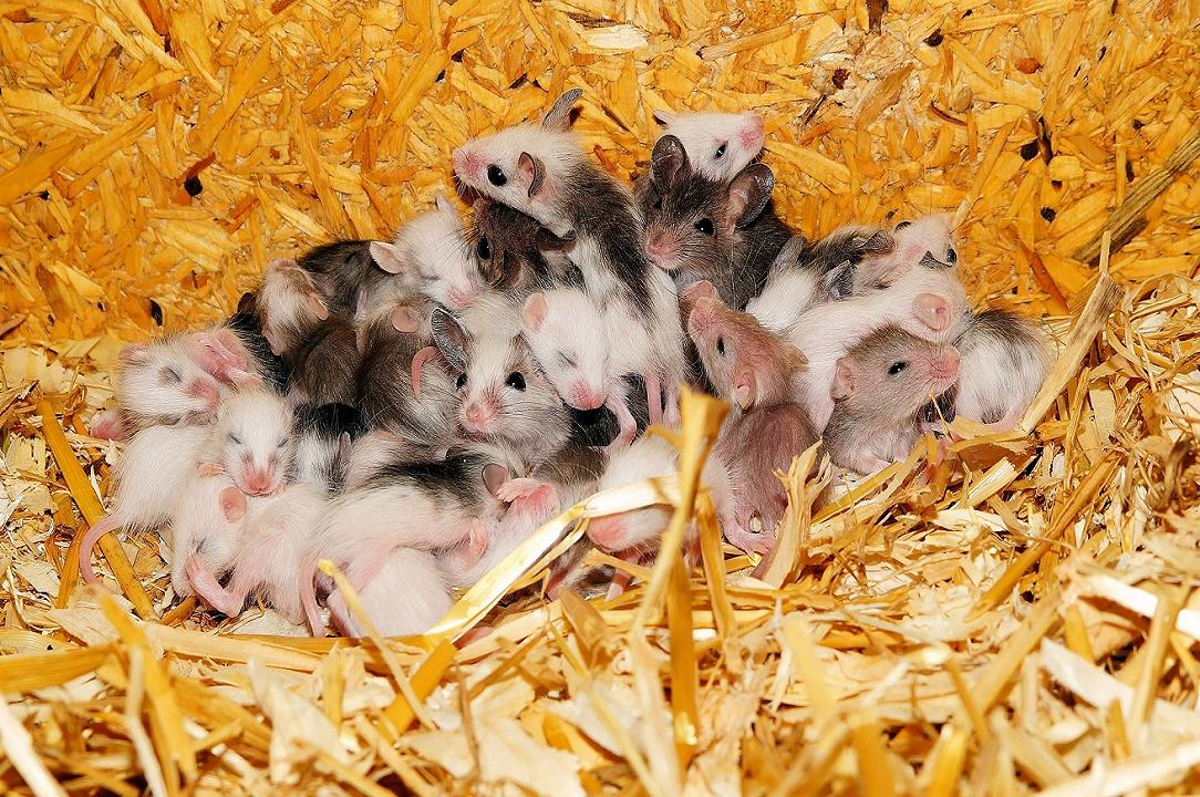 Agricoltura: in Australia campi e raccolti distrutti da un’invasione di topi